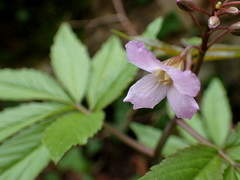 Cardamine heptaphylla