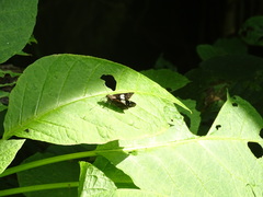 Notocrypta feisthamelii