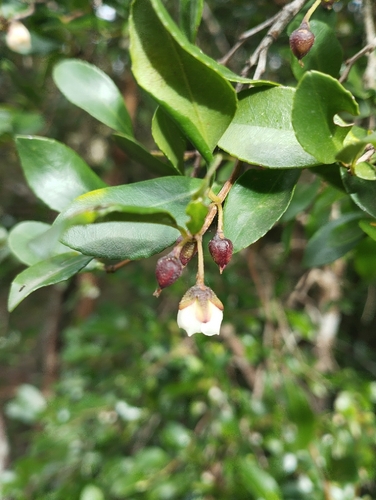 Visnea (Visnea mocanera)