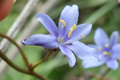 Aristea angolensis