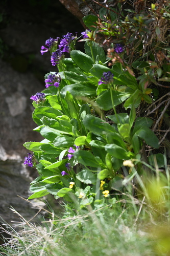 Viscid Primrose (Primula latifolia)