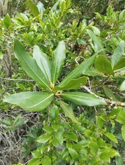 Pleiomeris canariensis