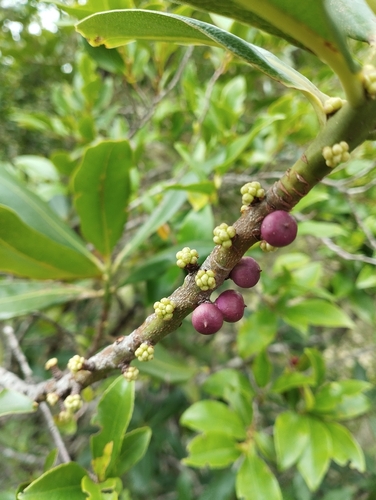 Pleiomeris canariensis, photograph 2