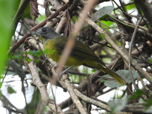 Gray-headed Bristlebill