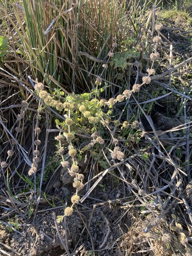 iNaturalist observation photo of Mint Family