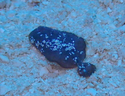 Flabby sole (Gymnachirus nudus) — Achiridae — 4
