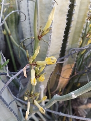Ceropegia dichotoma