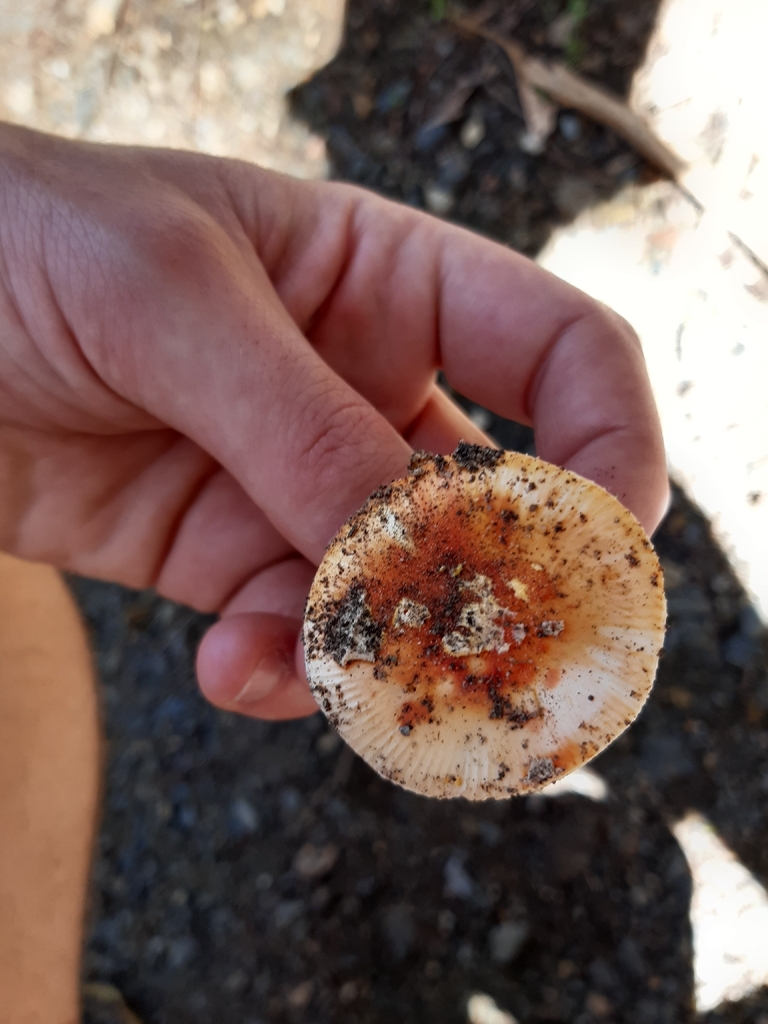 Amanita xanthocephala · September 2025 · photo: © georgecox (iNaturalist, cc0)
