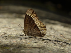 Mycalesis sudra