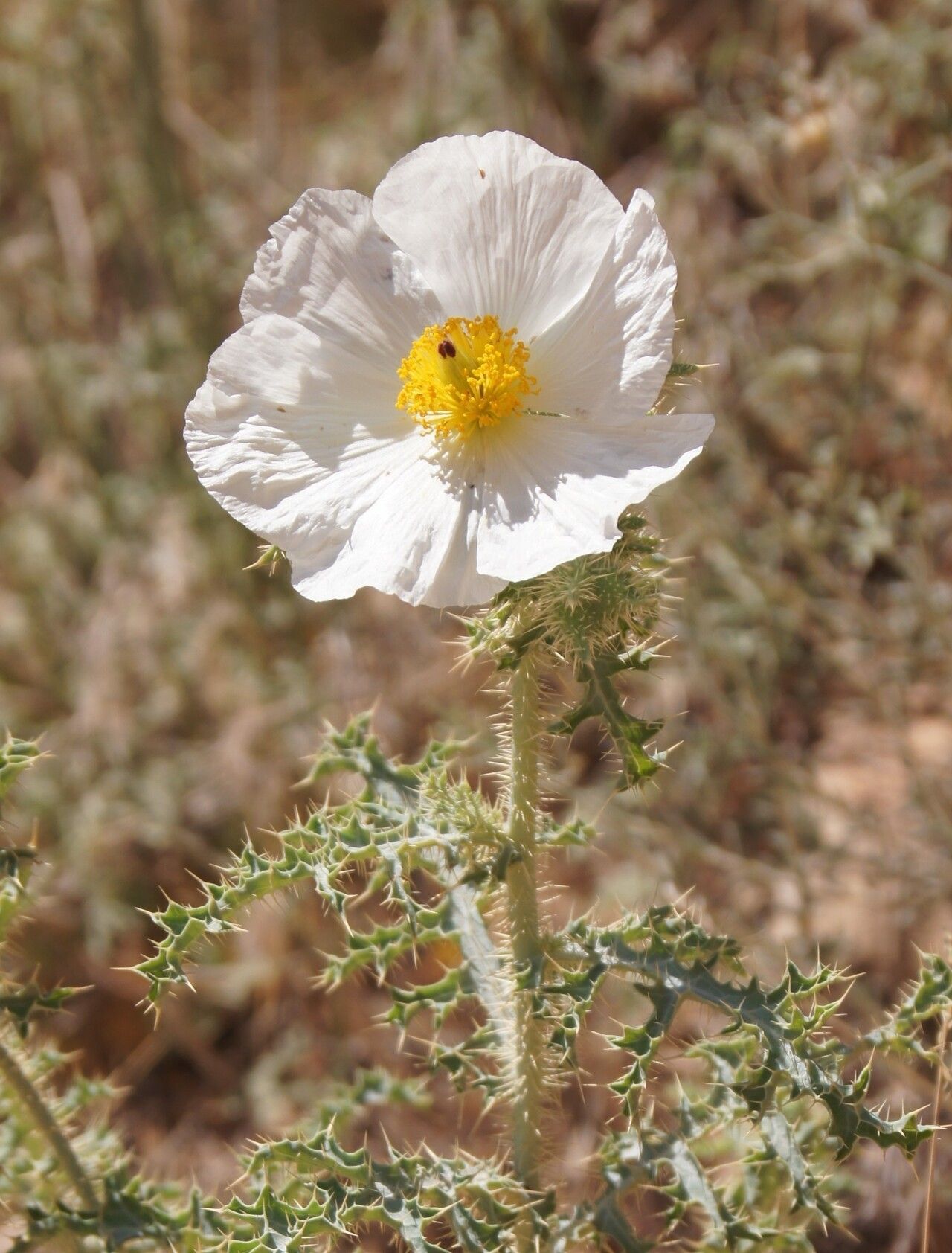 Arizona Pricklypoppy (Argemone arizonica)