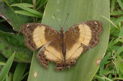 Junonia terea terea