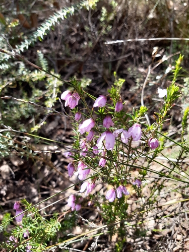 Hairy Pink-bells (Tetratheca pilosa)