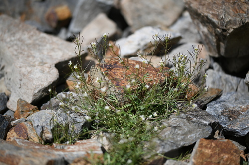Murbeckiella pinnatifida, photograph 1