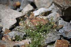 Murbeckiella pinnatifida, photograph (c) Flavien Saboureau, some rights reserved (CC BY)