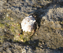 Coenobita scaevola