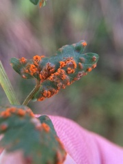 Phragmidium sanguisorbae