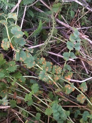 Phragmidium sanguisorbae