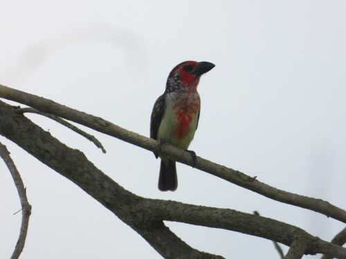 Vieillot's Barbet