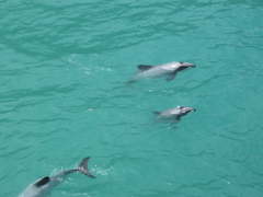 Cephalorhynchus hectori