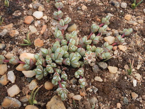 Bead Hedgehogfig (Braunsia maximiliani)