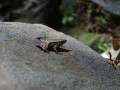 Microhyla achatina