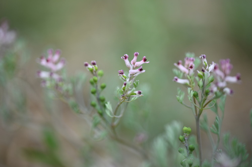 Few-flowered Fumitory (Fumaria vaillantii)