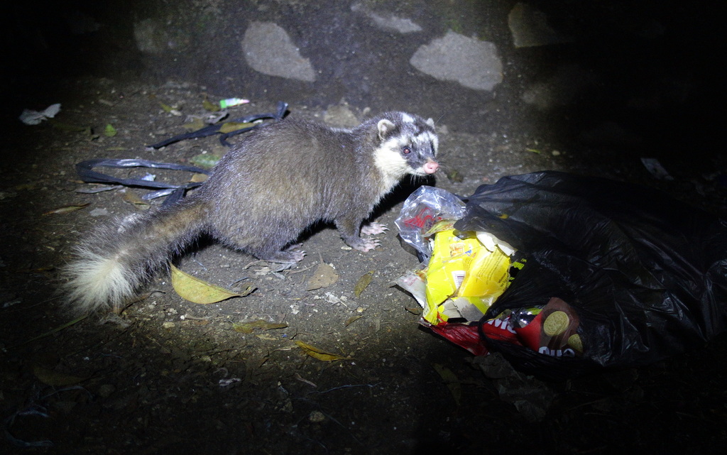 Javan Ferret-Badger