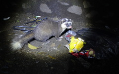 Javan Ferret-Badger photo 1