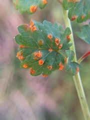 Phragmidium sanguisorbae