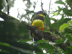 Harpactes reinwardtii