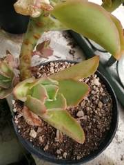 Echeveria pallida