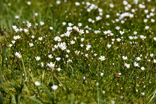 Starwort Mouse-ear (Dichodon cerastoides)
