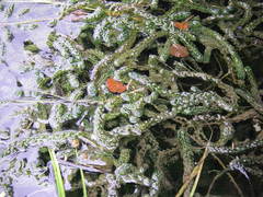 Lagarosiphon major