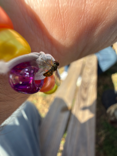 Unknown species found near NW Riverbend Rd, Bentonville, AR, US