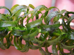 Lagarosiphon major
