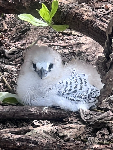 Phaethon rubricauda observed 2022-06-14