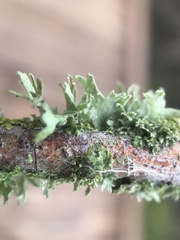 Ramalina puberulenta