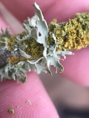 Ramalina puberulenta
