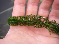 Lagarosiphon major