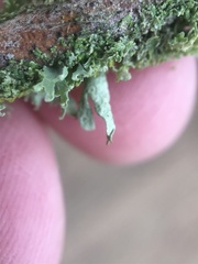 Ramalina puberulenta