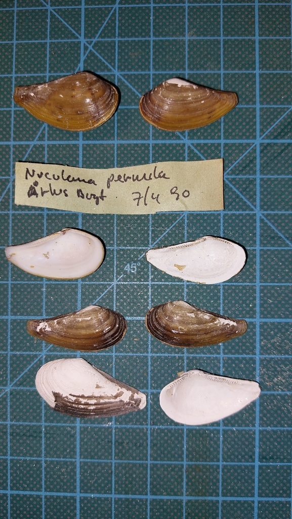 northern nutclam
