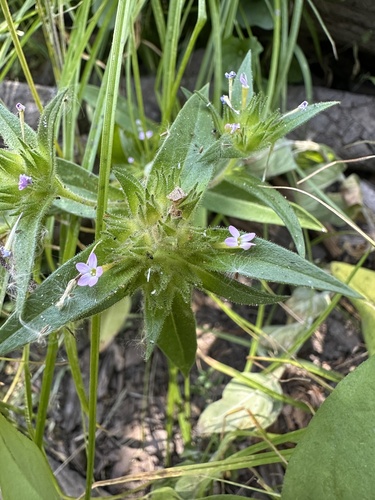 narrow-leaf mountain trumpet (Collomia linearis)