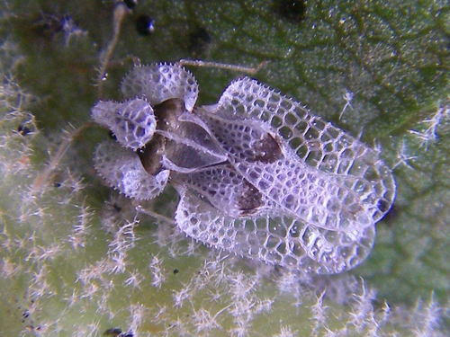 Sycamore lace bug