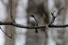 Ficedula hypoleuca