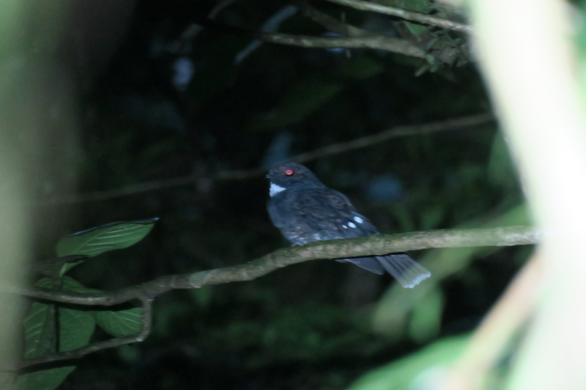 Choco Poorwill (Nyctiphrynus rosenbergi), photo 1