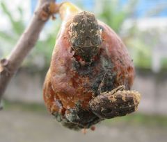 Protaetia fusca