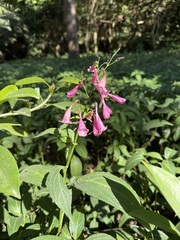 Strobilanthes hamiltoniana, photograph (c) Riccardo Rocca, some rights reserved (CC BY)
