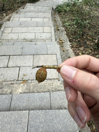 Castanopsis fissa, photograph 3