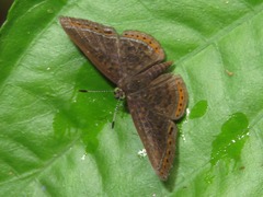 Detritivora caryatis