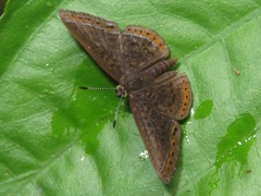 Detritivora caryatis